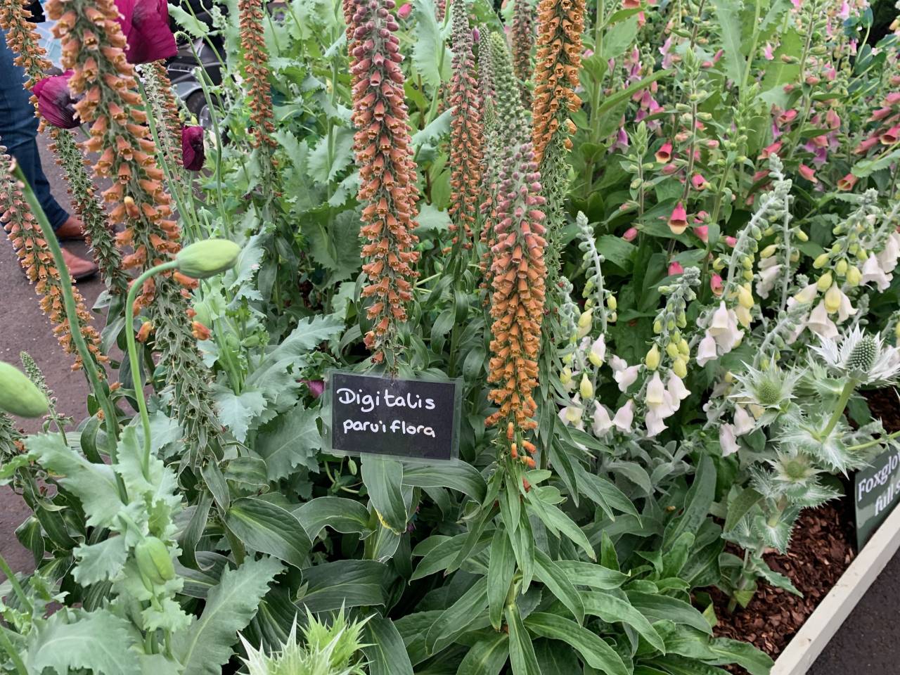 Digitalis parviflora  Digitalis parviflora