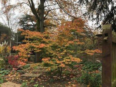 Good autumn colours from the Acer