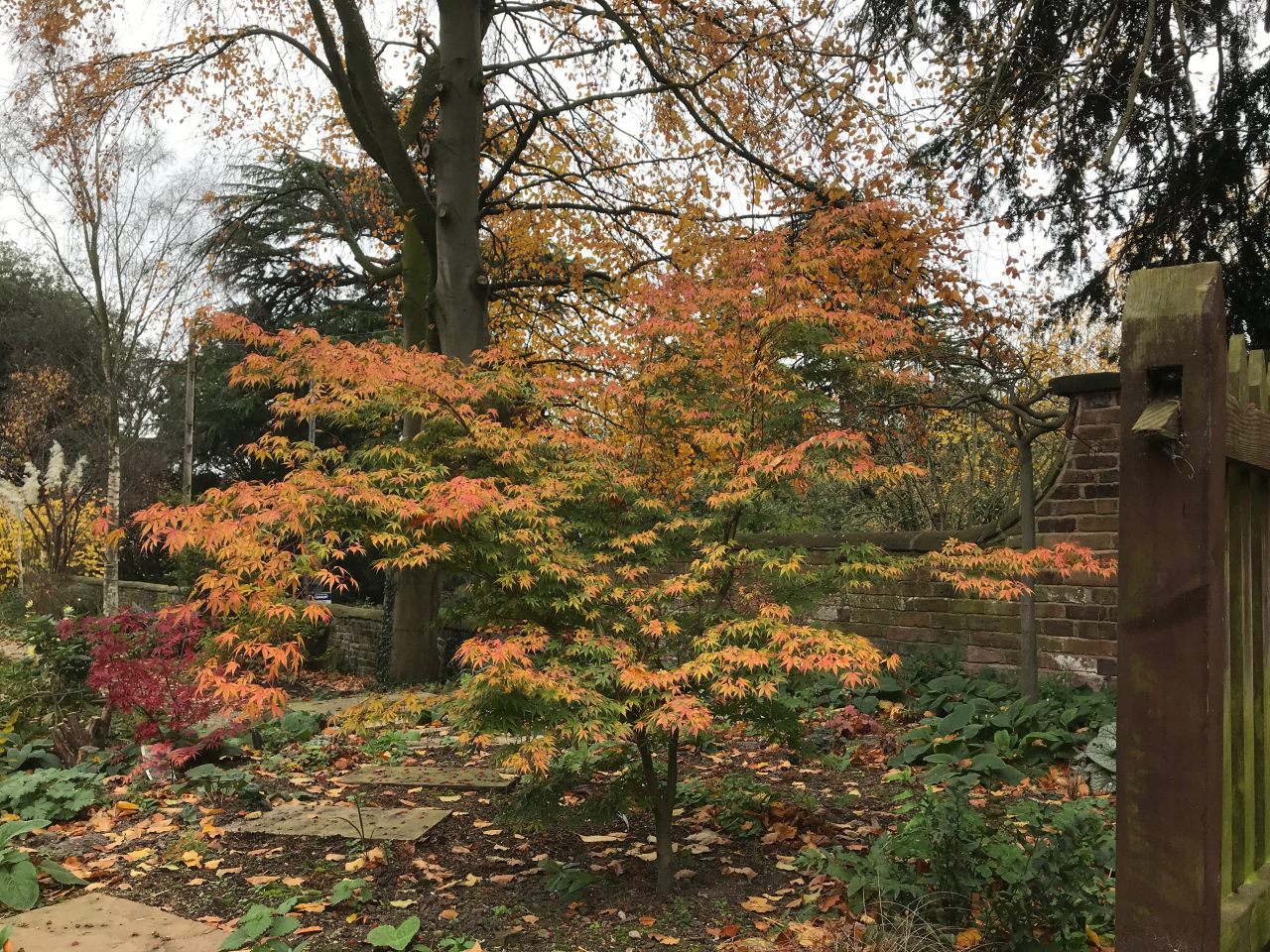 Good autumn colours from the Acer  Good autumn colours from the Acer