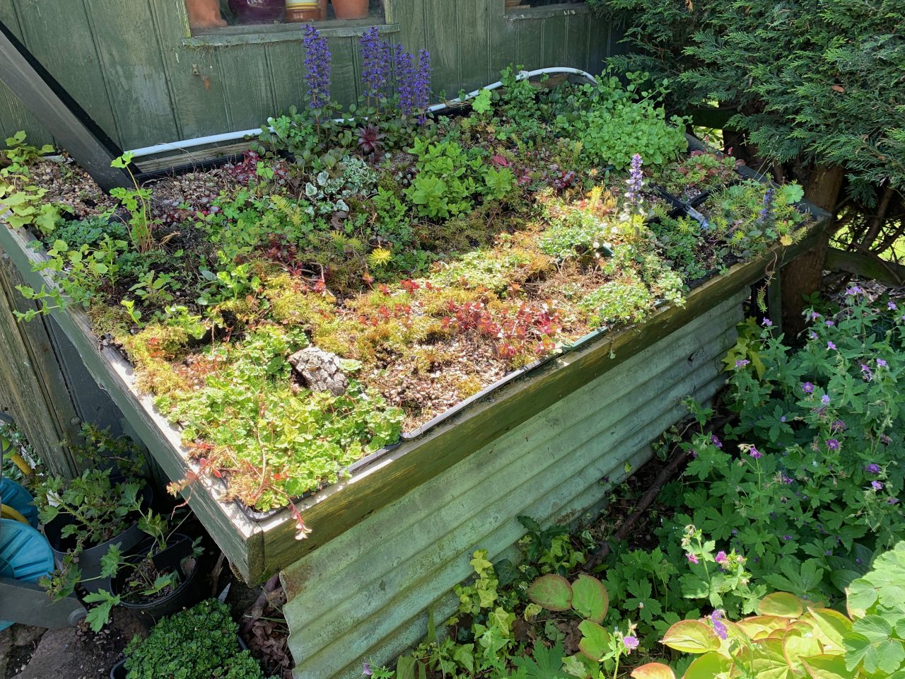 Raised bed  Raised bed