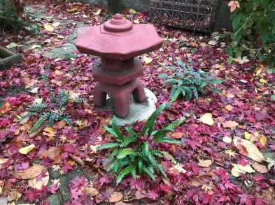 Autumn leaves