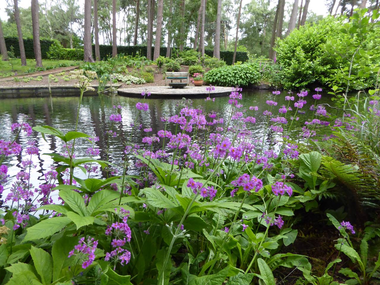 Candelabra Primulas  Candelabra Primulas
