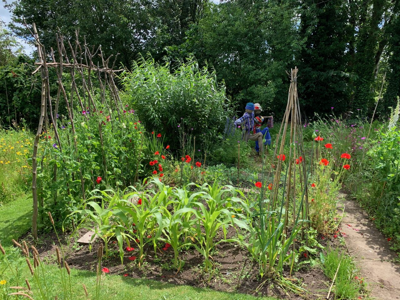 Guardian of the veg patch