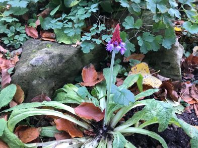Primula vialii in flower in November