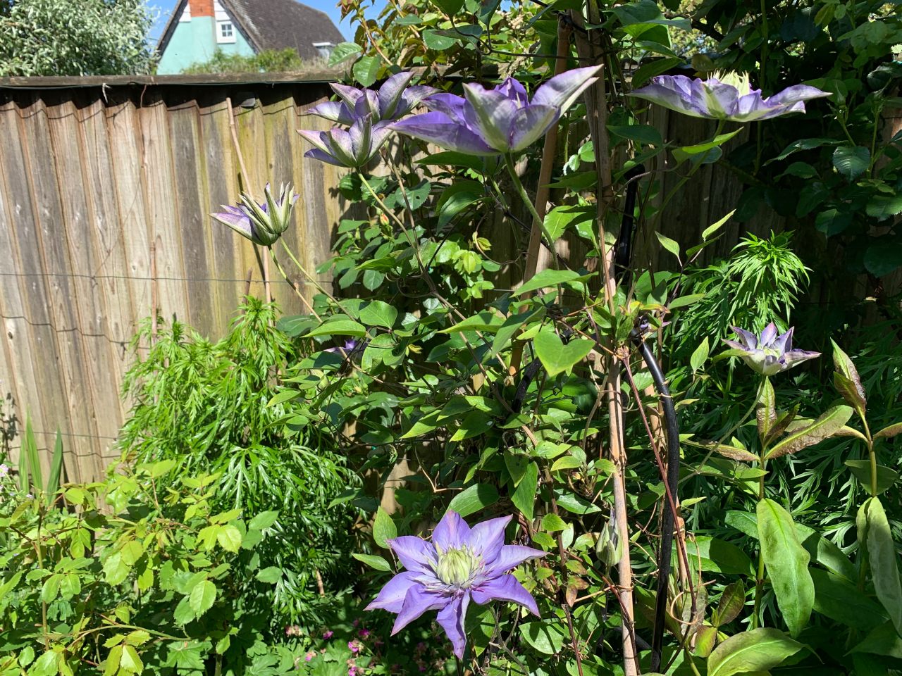 Clematis   Clematis
