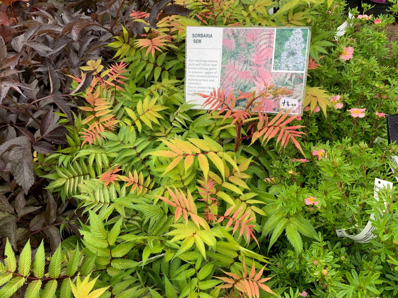 Sobaria Sem  Sobaria Sem