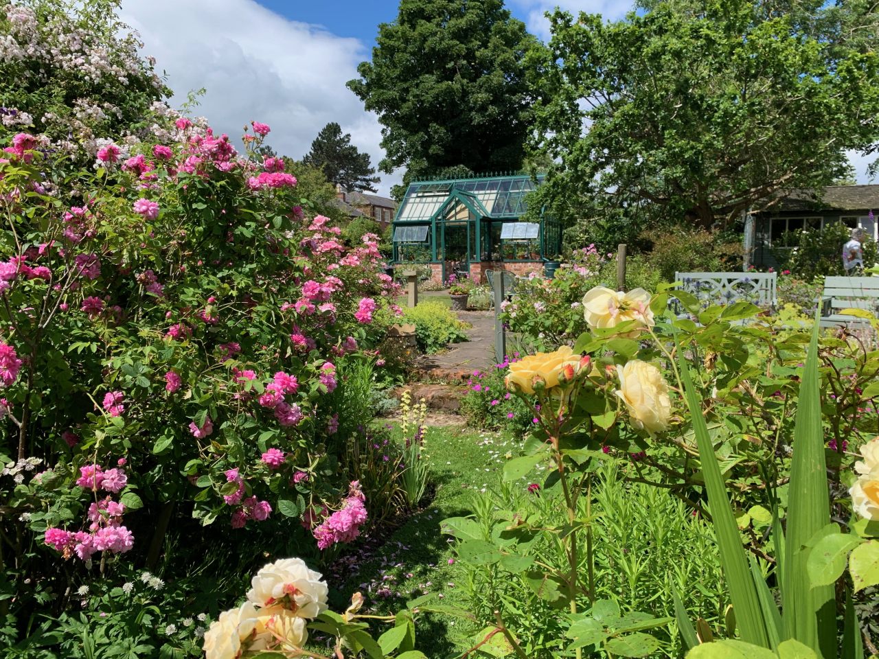 Greenhouse and perfumes roses