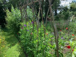 Sweet peas