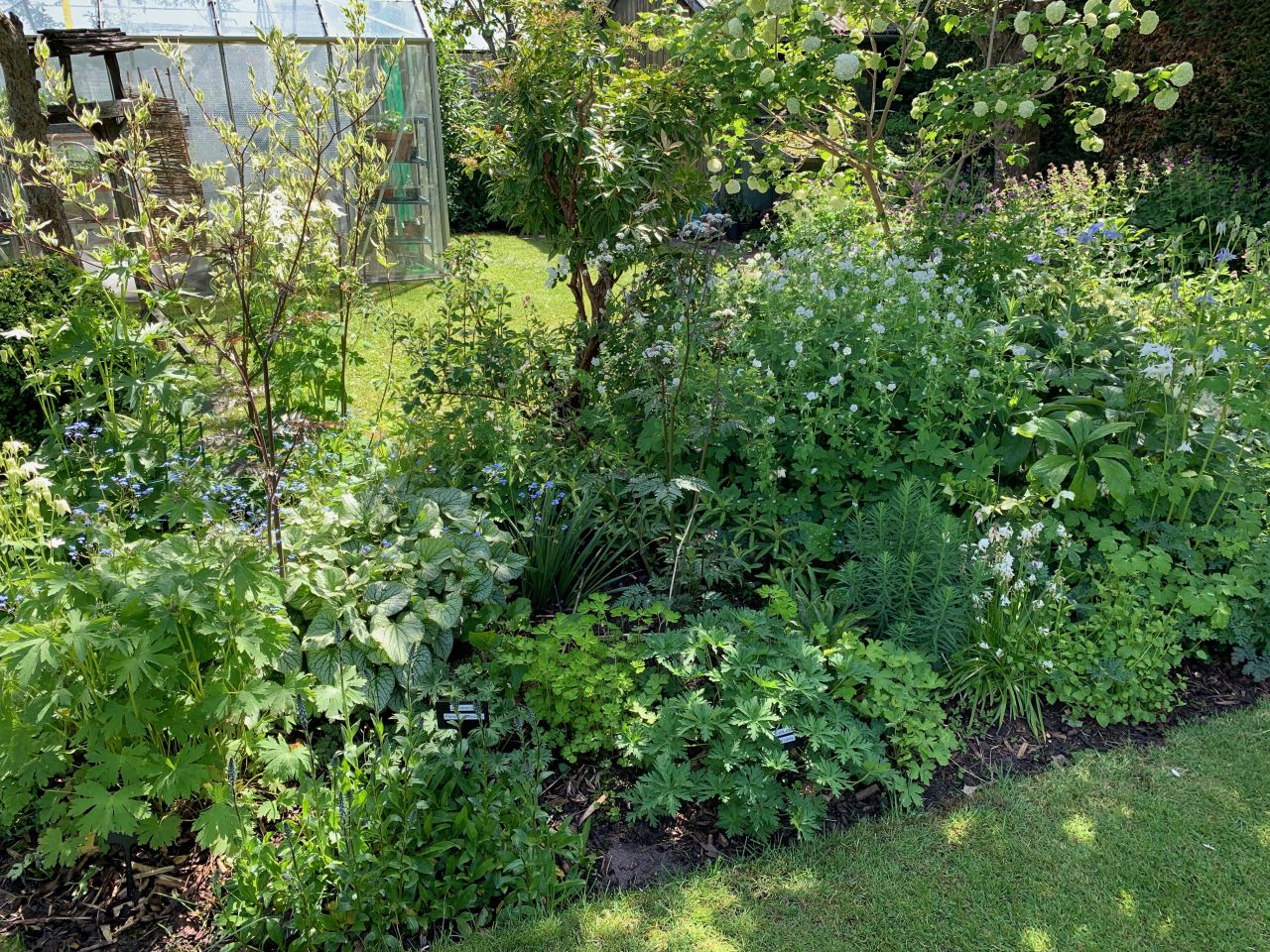 Herbacious border  Herbacious border