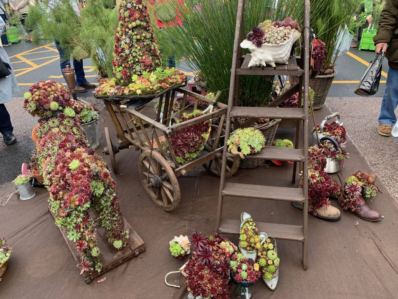 Sempervivums  Sempervivums