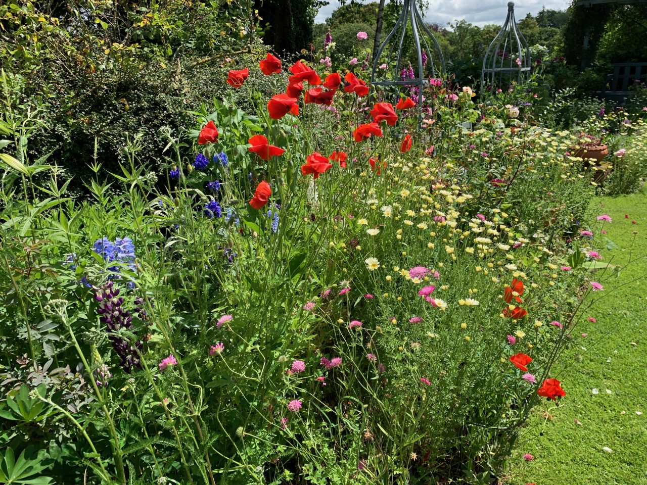 Herbaceous border