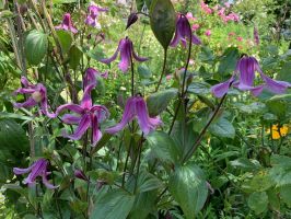 Clematis