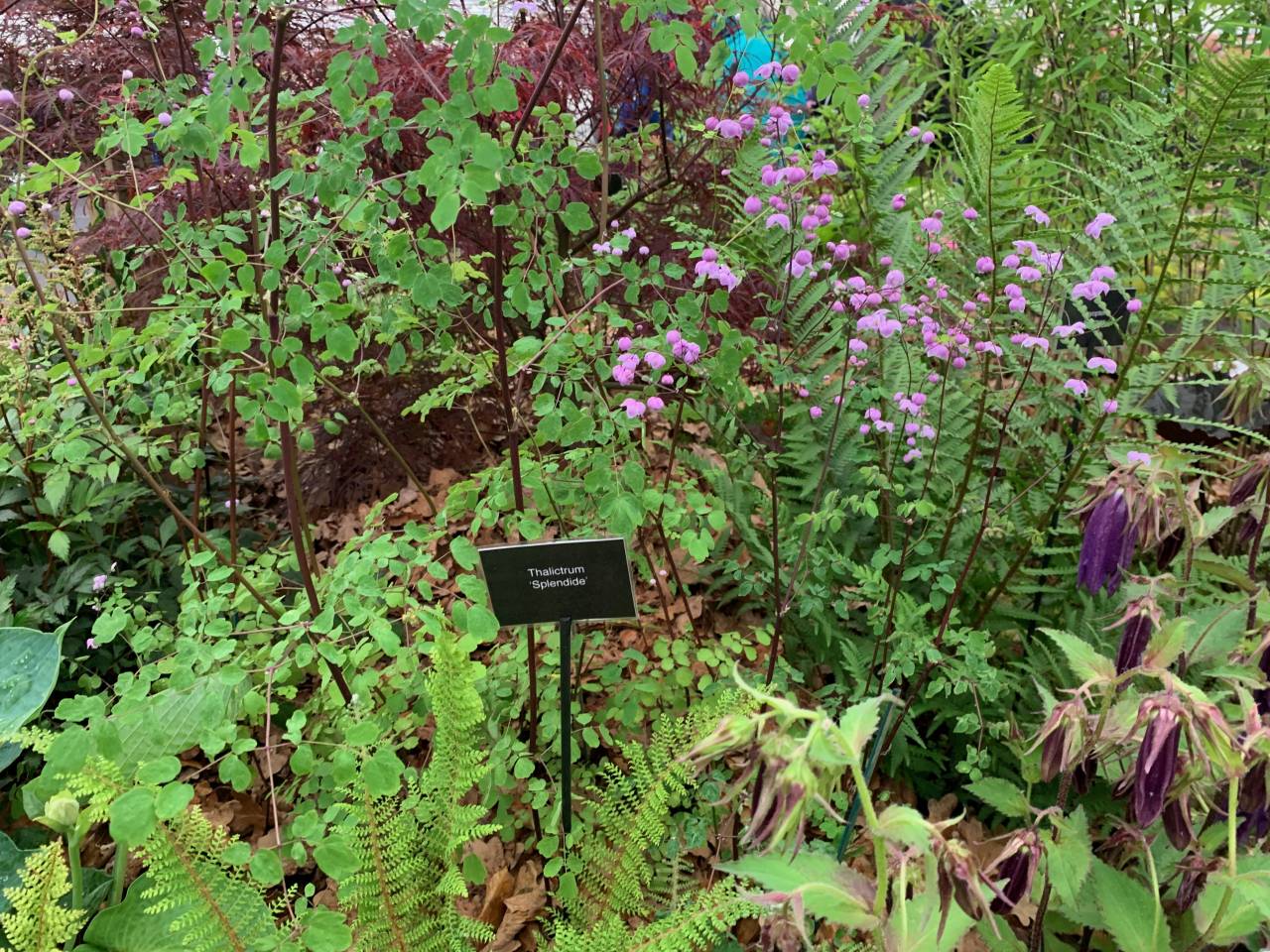 Thalictrium Splendide  Thalictrium Splendide