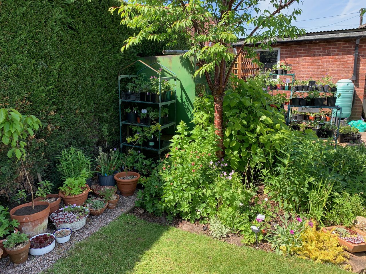 Potted plants  Potted plants