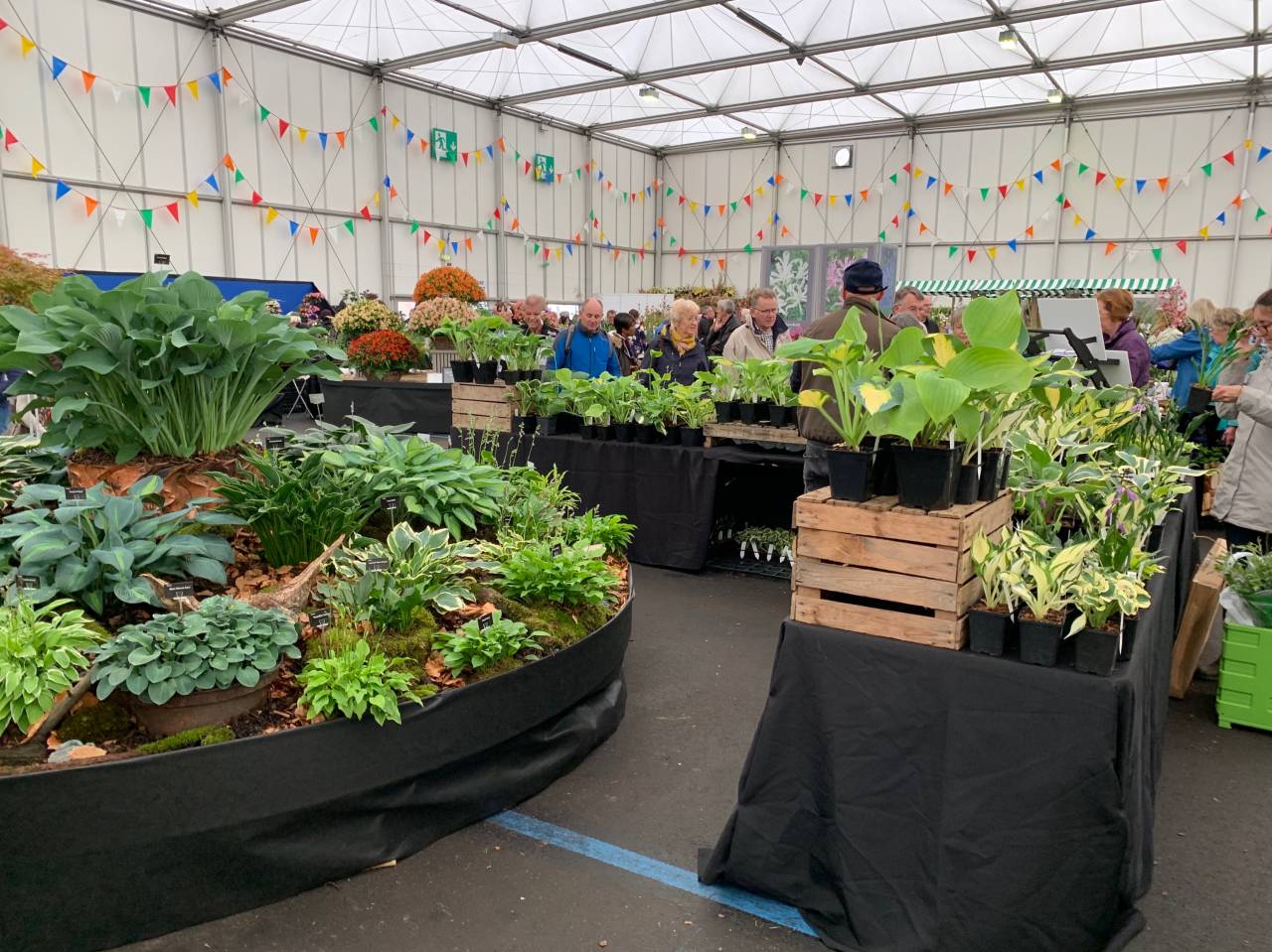 Hosta display  Hosta display