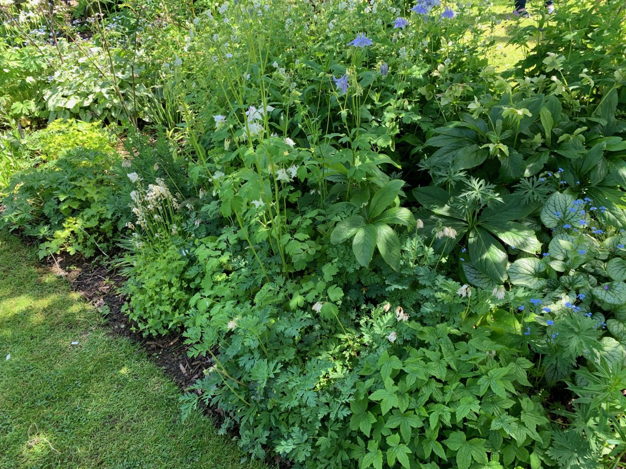 Border with Aquilegea  Border with Aquilegea