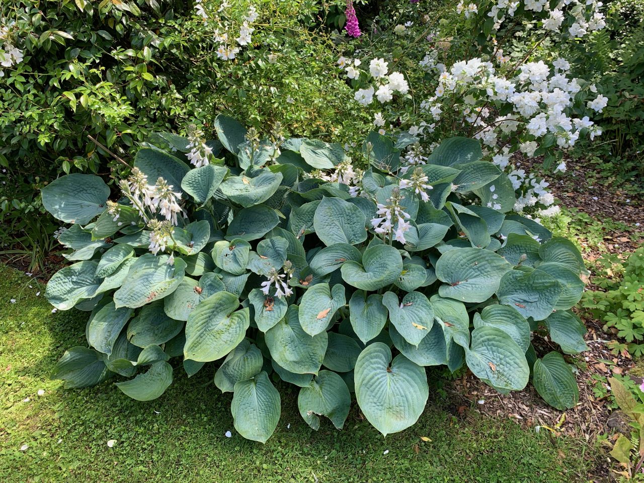 Hosta