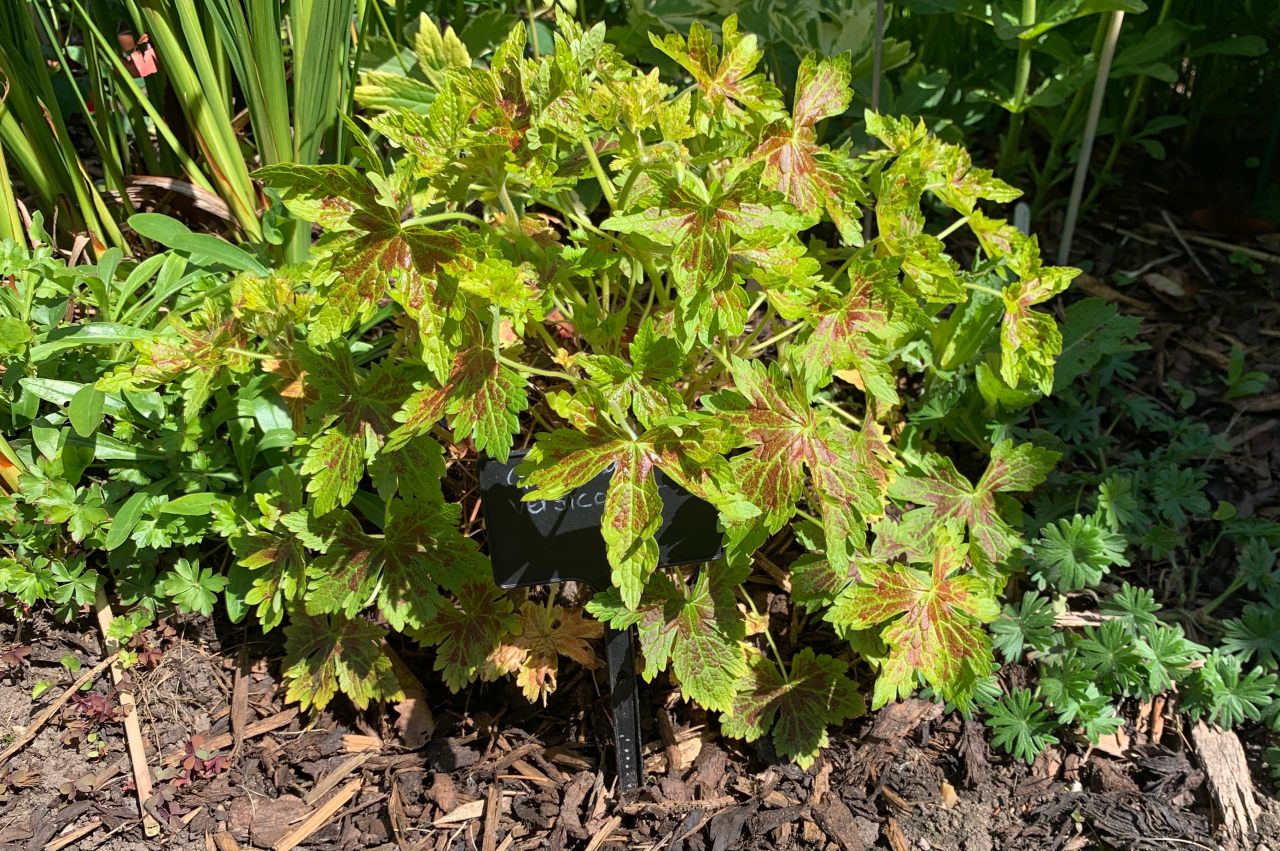 Germanium  Germanium