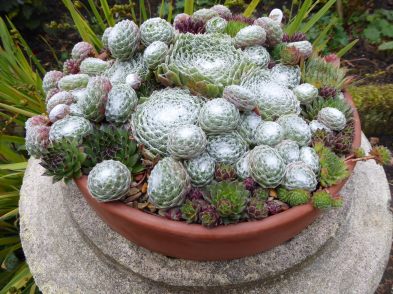 Cobweb Sempervivum - well worth growing