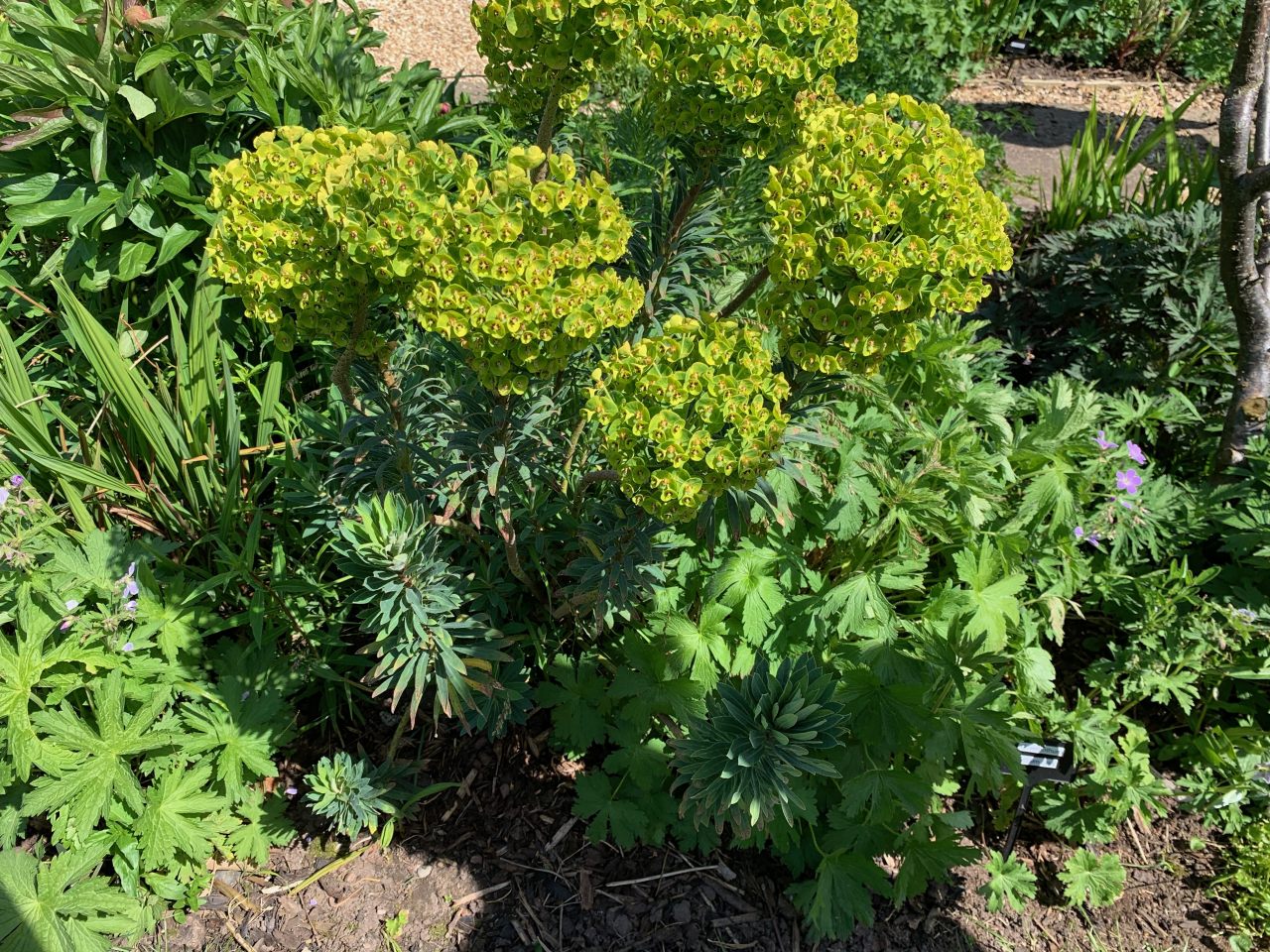 Euphorbia  Euphorbia