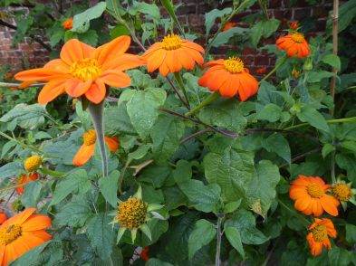 Tithonia grown from seed for the first time