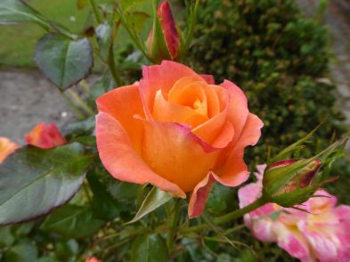 Jam and Jerusalem - Rose to mark 100 years of the Women's Institute