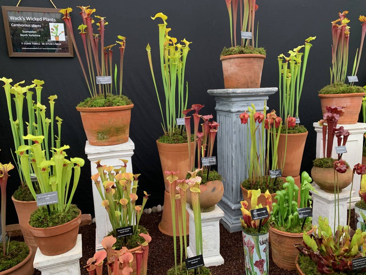 Pitcher plants  Pitcher plants