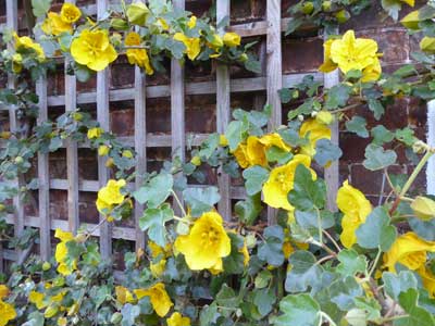 Fremontodendron - amazing climber