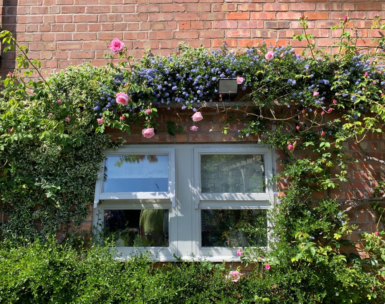 Trained Wistaria and Roses  Trained Wistaria and Roses