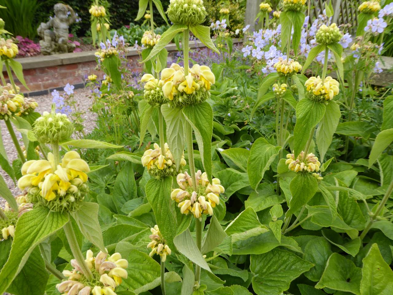 Phlomis  Phlomis