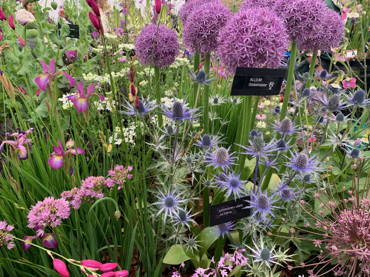 Aliums and more  Aliums and more