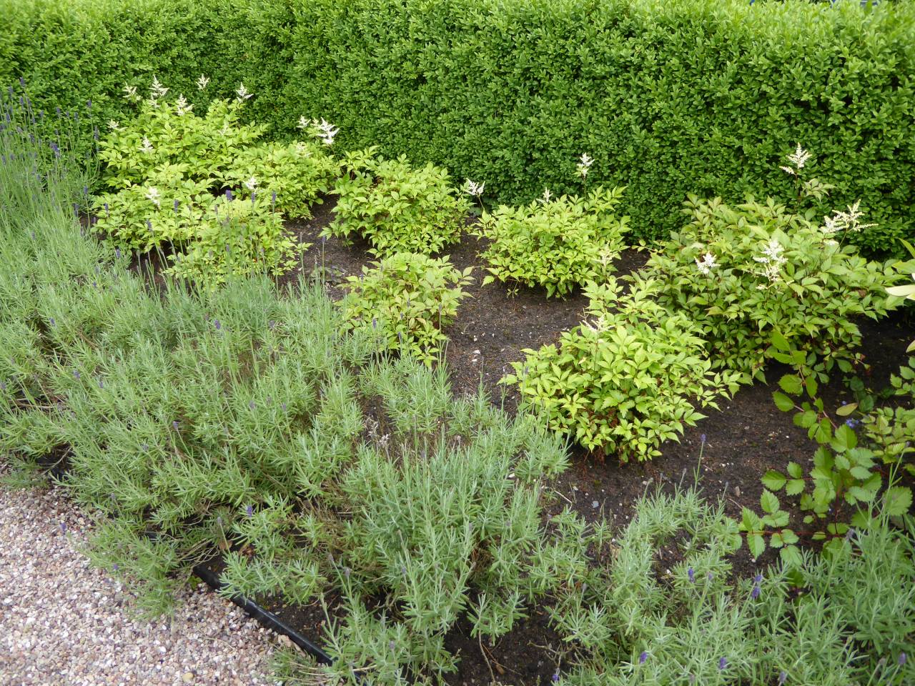 White Astilbe and Lavender  White Astilbe and Lavender