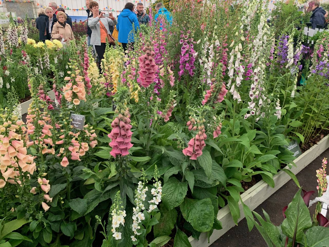 Foxgloves  Foxgloves