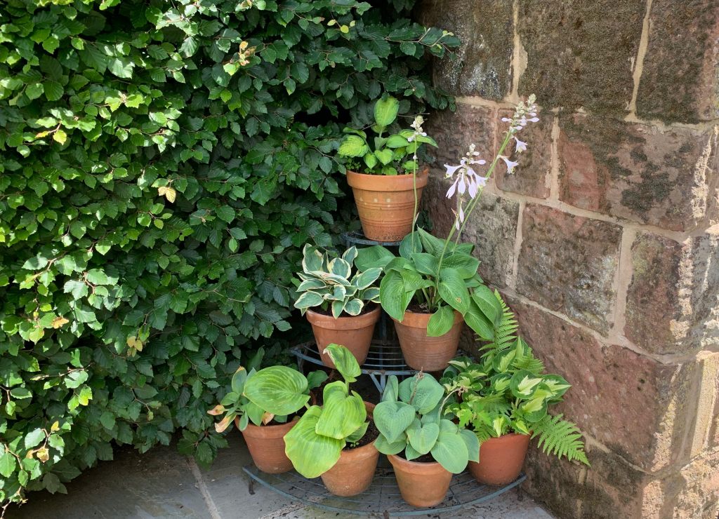 Idea way to display hostas