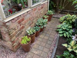 Hosta collection