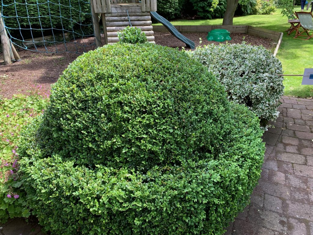 Topiary