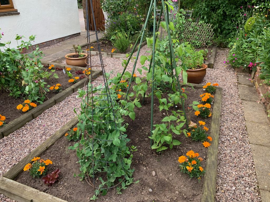 Vegetable garden