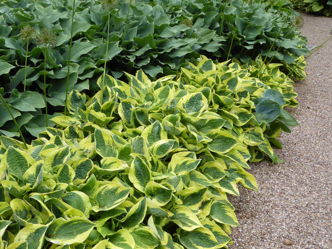 Hostas  Hostas