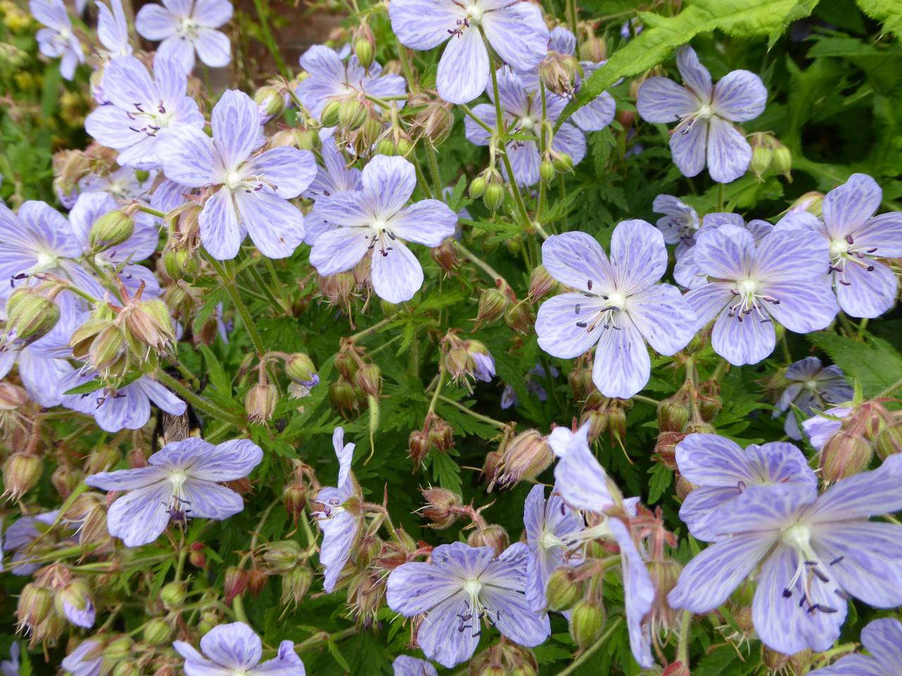 Geranium  Geranium