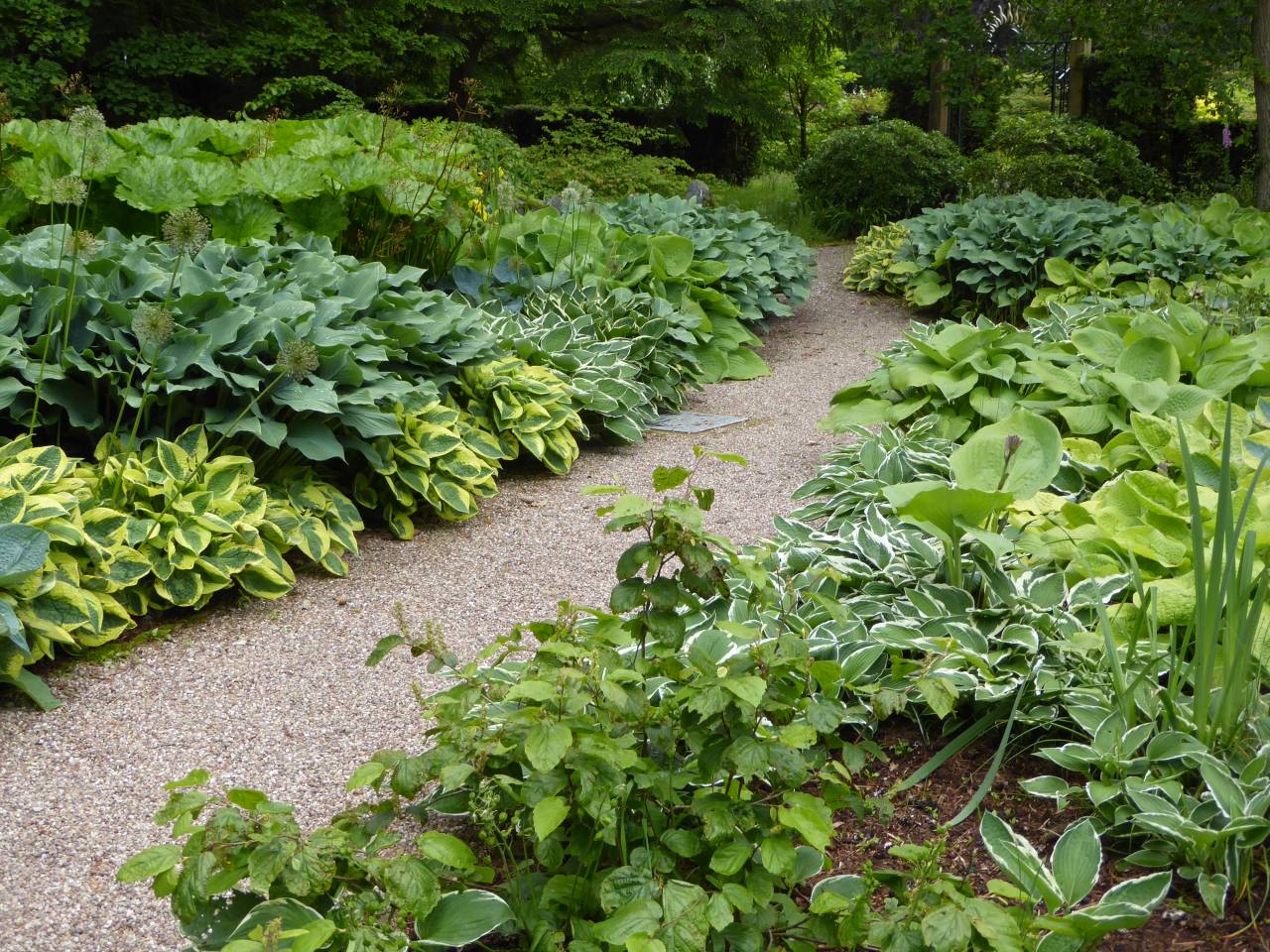 Hosta avenue  Hosta avenue
