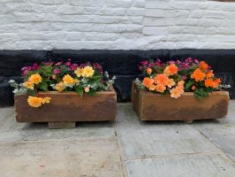 Begonias in troughs