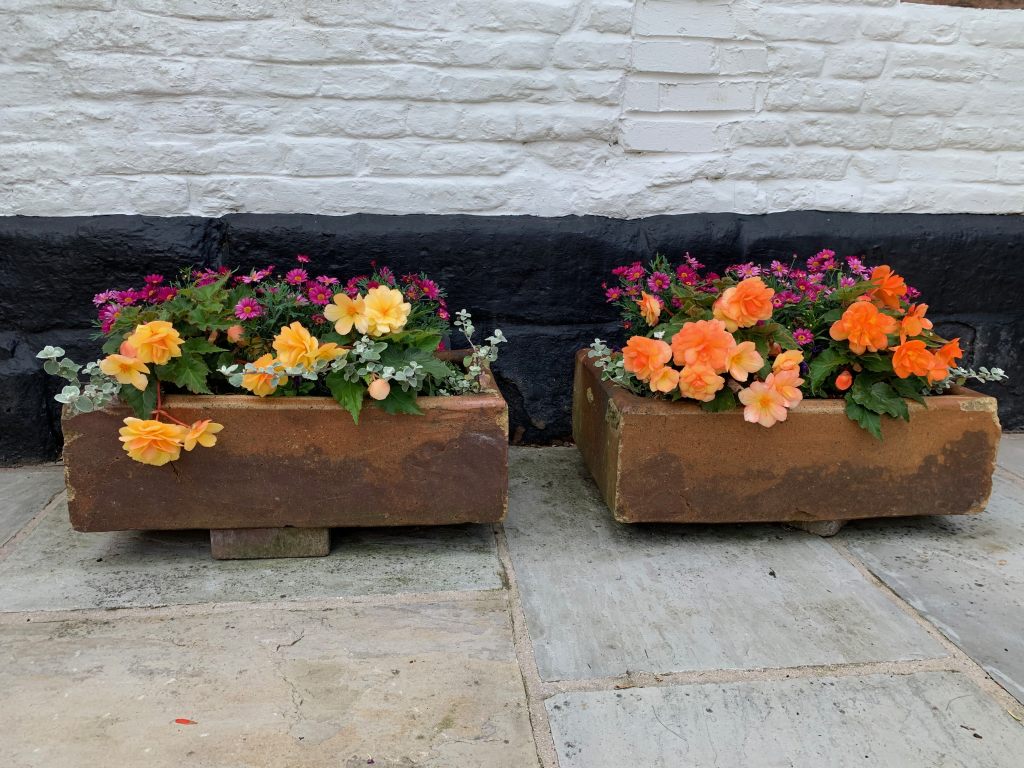 Begonias in troughs