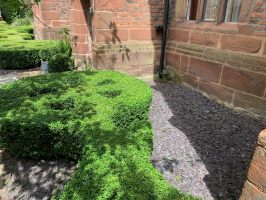 Unusual topiary