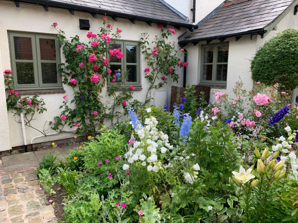 Roses, salvias, dahlias and more