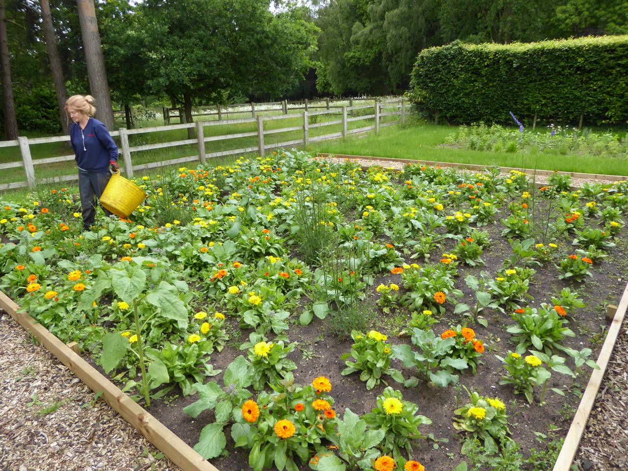 Vegetable Garden  Vegetable Garden