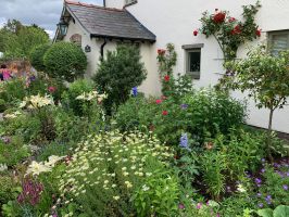 Lovely mixed border