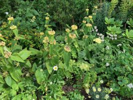 Phlomis