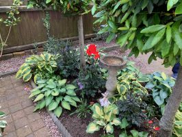 Hostas and dahlias