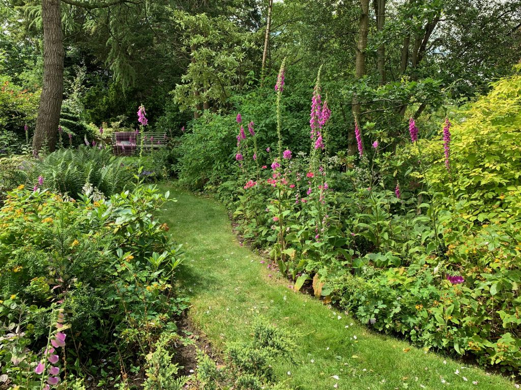 Foxglove walk