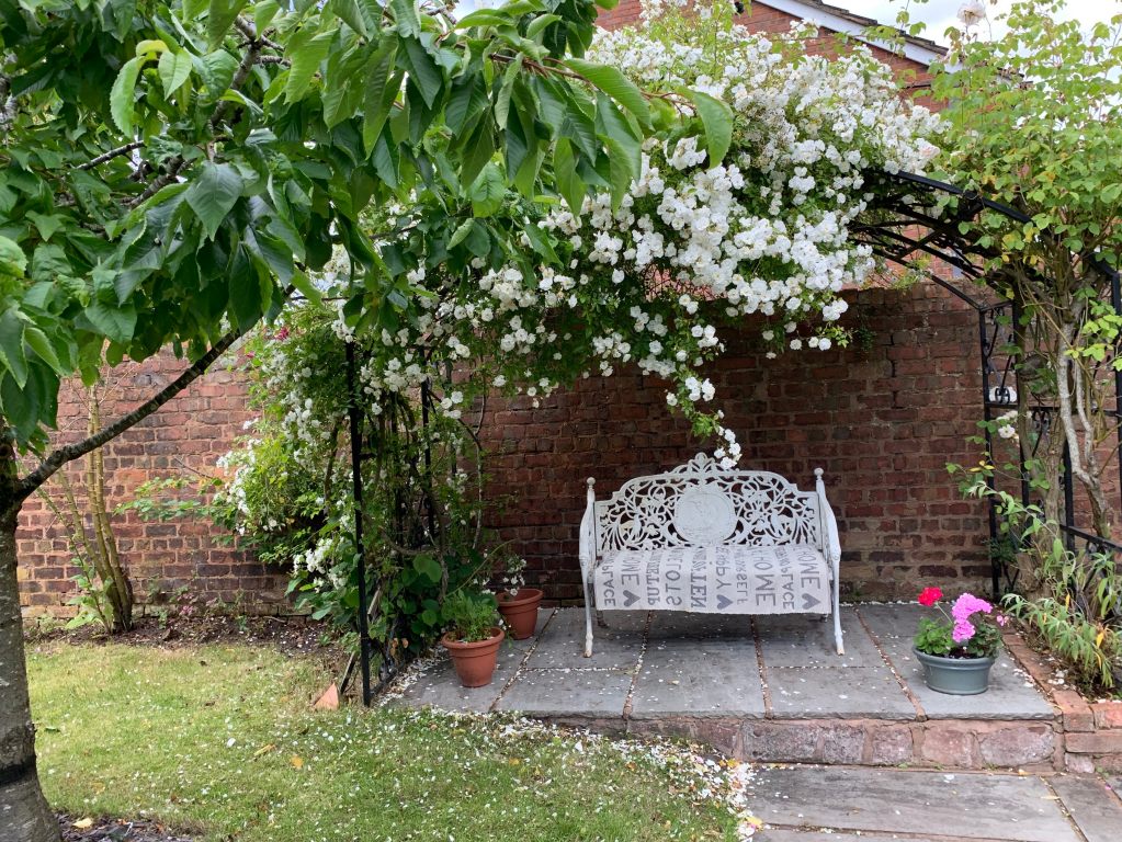 White rose arbour